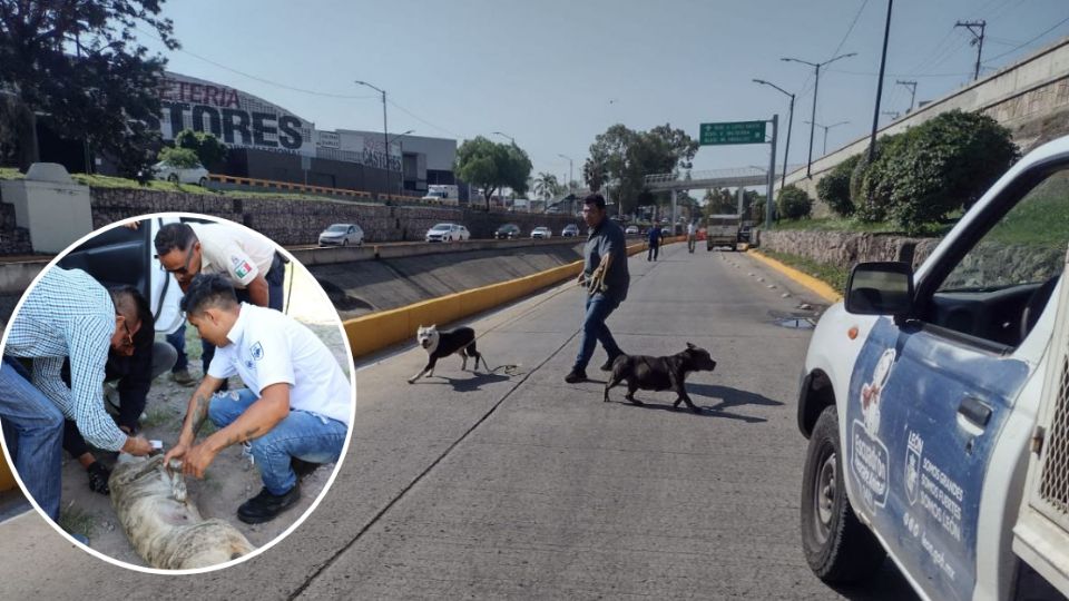 Se realizaron operativos para la captura de los perros.