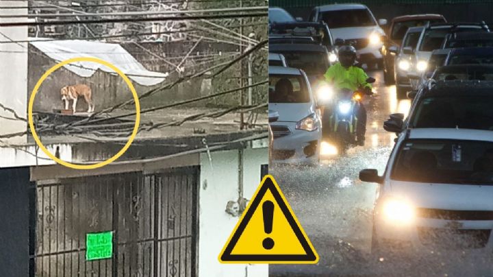 Vecinos en Xalapa piden rescate de perro abandonado en azotea