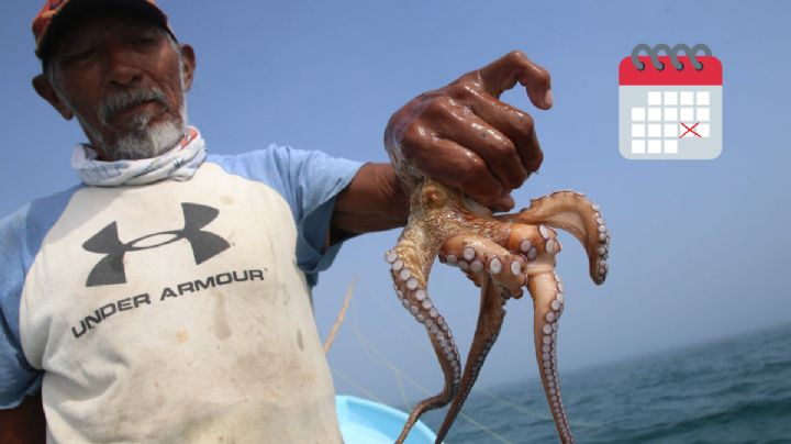 En el estado de Veracruz, concluye la veda temporal del pulpo: Conapesca
