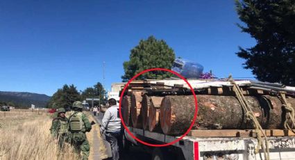 Falta compromiso a Morelos para combatir tala ilegal: alcaldía Tlalpan
