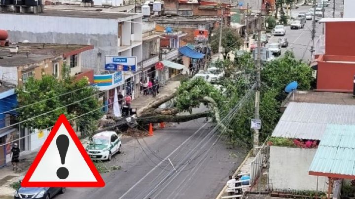Cae árbol gigante en avenida Mártires 28 de Agosto de Xalapa; esto se sabe