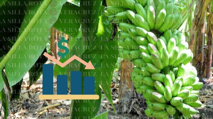 Calor afectó producción de plátano en Papantla, al norte de Veracruz: agricultores