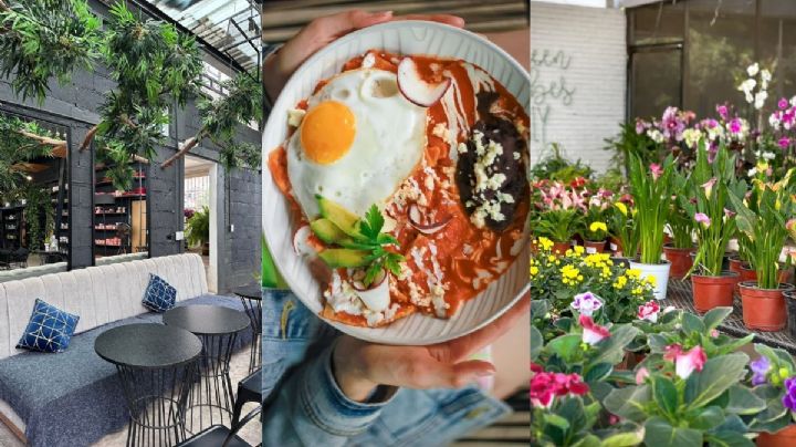 Lugares Xalapa: Conoce este vivero-cafetería escondido en la ciudad