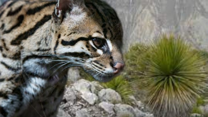 Captan bebés tigrillos en Parque Nacional Los Mármoles, en Zimapán