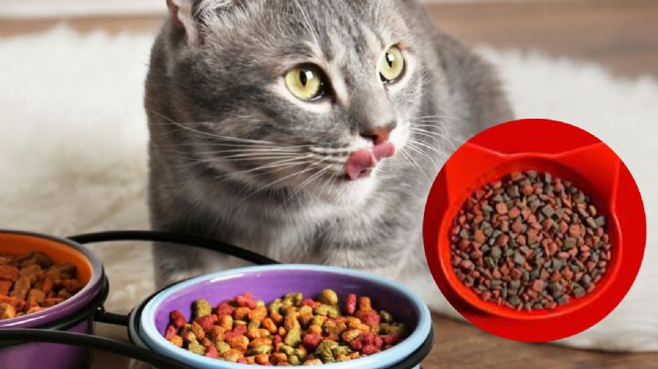 Día Internacional del gato: Estas son las mejores y peores croquetas, según Profeco