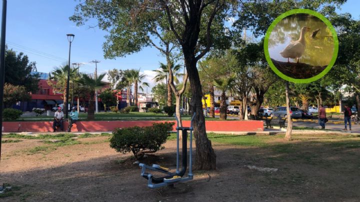 ¿Recuerdas el hermoso parque de los patos? Hoy está destruido por el vandalismo