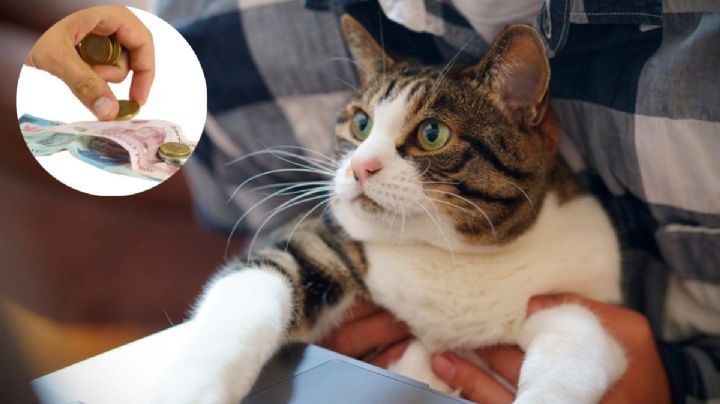 Día del gato: ¿Cuánto cuesta mantener un michi?