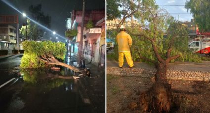 Tormenta en León tira árboles, anuncios, cierra vialidades y causa fallas en servicio de luz