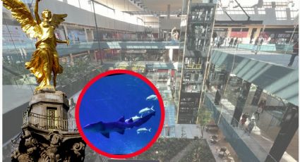 ¿En qué plaza comercial de la CDMX estará el ACUARIO más grande de Latinoamérica?