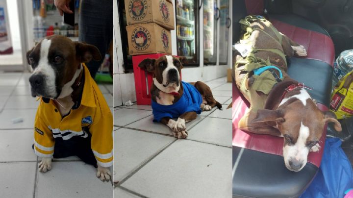 Lázara, perrita bóxer rescatada por empleados de tienda de Coatzacoalcos