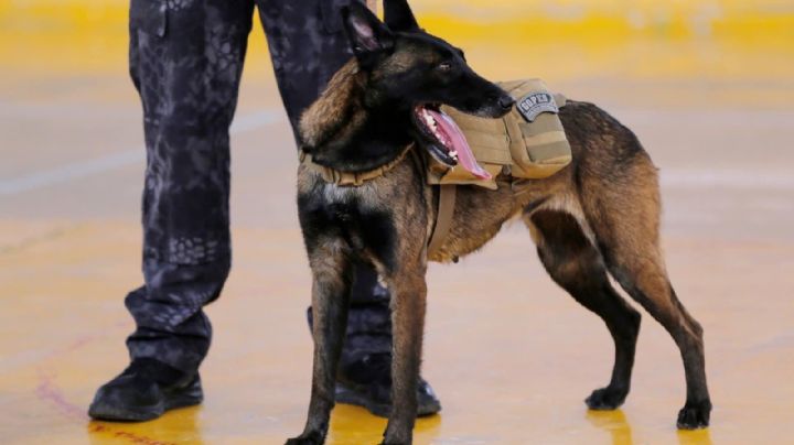 Alfa se perdió en medio de una persecución, piden apoyo para encontrarla