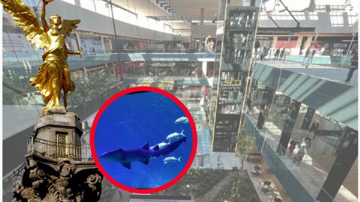 ¿En qué plaza comercial de la CDMX estará el ACUARIO más grande de Latinoamérica?