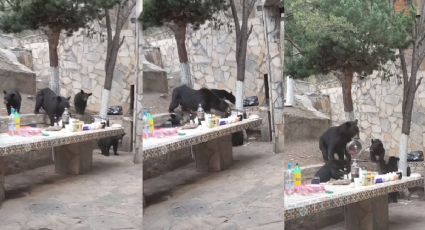 VIDEO| Familia de osos se “cuela” a carnita asada y se roban olla de salchichas