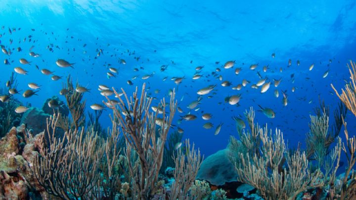 ¿Destruirán arrecife veracruzano por construcción de gasoducto? Esto sabemos