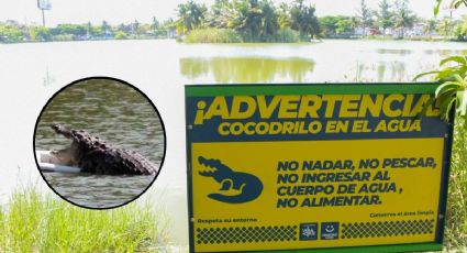 "¡Advertencia! Cocodrilo en el agua", señalizan laguna Malibrán, hogar de "Mali"