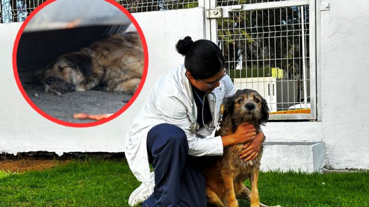 Tras sobrevivir a enfrentamiento en Central de Abasto, "Barbitas" da sus primeros pasos