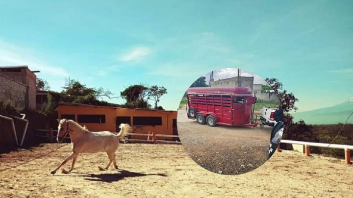 Rescatan 16 caballos que sufrían maltrato animal en club hípico de Emiliano Zapata