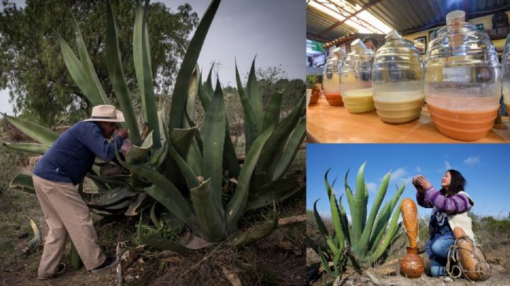 Pulque: La historia detrás de su campaña de despretigio; es de las bebidas más benéficas