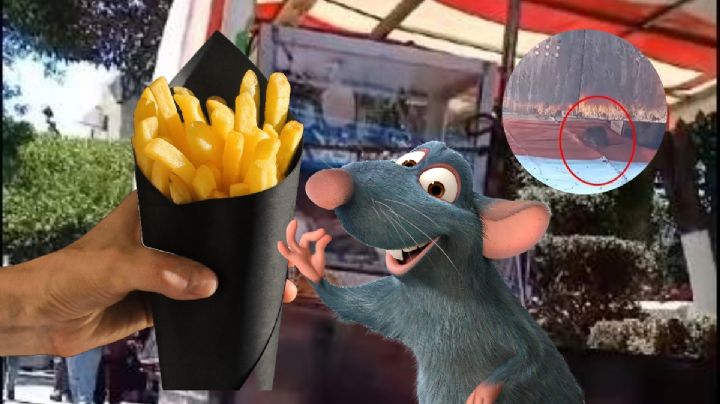 ¿Ratatouille? Captan en Tulancingo a rata comiendo en puesto de papas