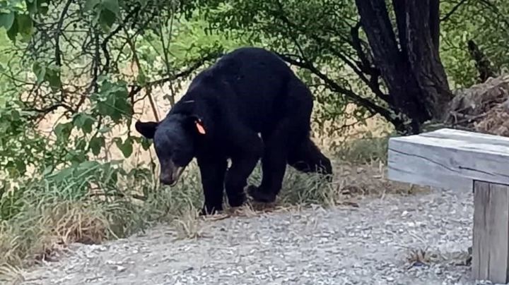 VIDEO | Oso tiene sed y hambre; baja a zona habitacional de Guadalupe, NL
