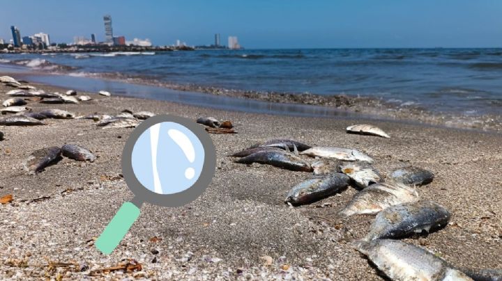 Reportan hallazgo de peces muertos en playas de Boca; esta podría ser la razón