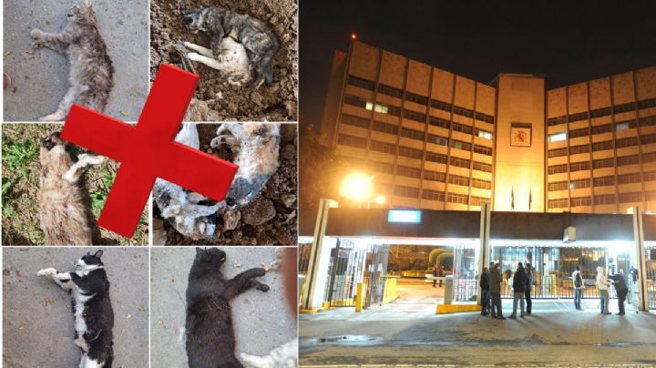 Muerte en el Hospital Español: gatos amanecen sin vida