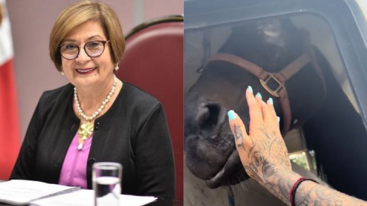Hubo negligencia en Emiliano Zapata por caso de caballos maltratados: Diputada