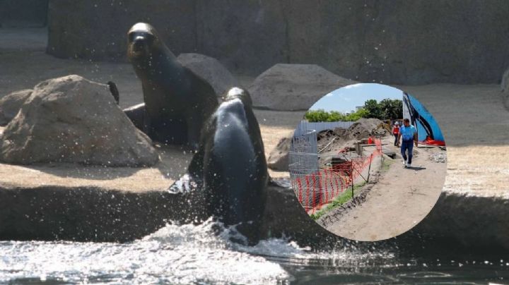 Lobario del Aquarium de Veracruz; proyecto reprobado por ambientalistas