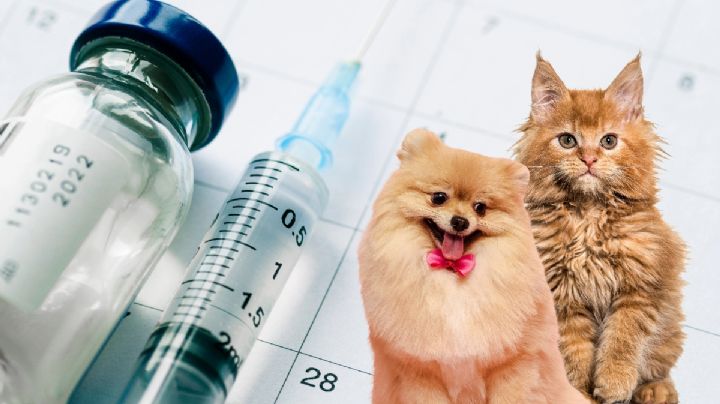 Vacunación antirrábica en Pachuca ¿dónde y cuándo llevar a tus perritos y gatitos?