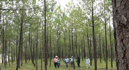 Indígenas Ambientalistas reforestan más de 20 mil hectáreas de suelo