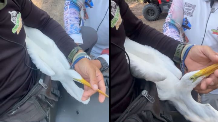 Así rescataron a garza en playa de Chachalacas, Veracruz