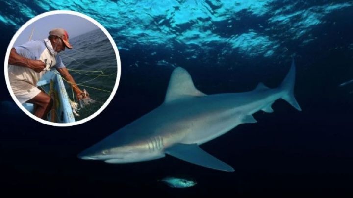 Pescadores de Alvarado capturan tiburones gigantes de más de 120 kilos en Veracruz
