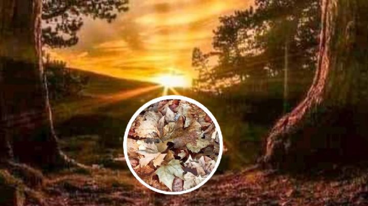 ¡Dile adiós al verano! Este sábado entra el otoño