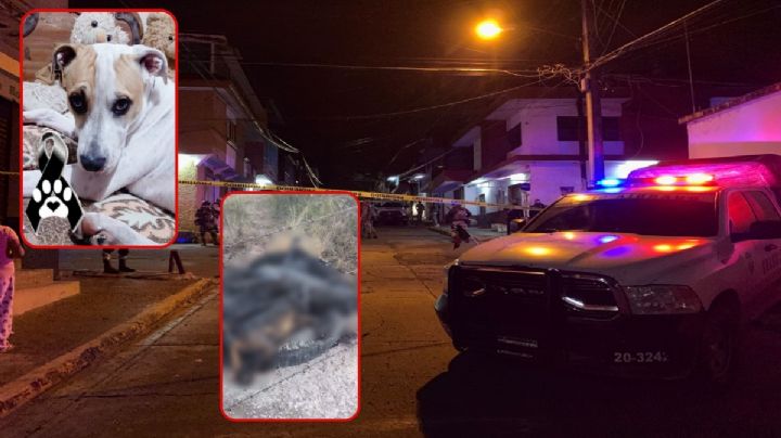 Asesinan y calcinan a 13 lomitos en Maravatío; Coffy es baleado por proteger a su dueño