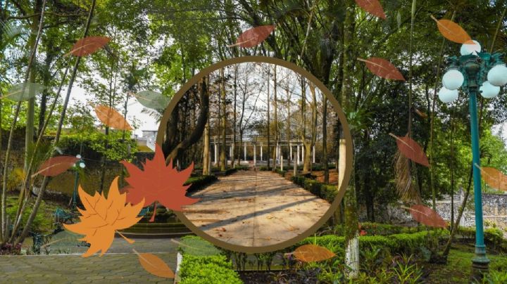 3 parques de Xalapa ideales para disfrutar las hojas secas de otoño