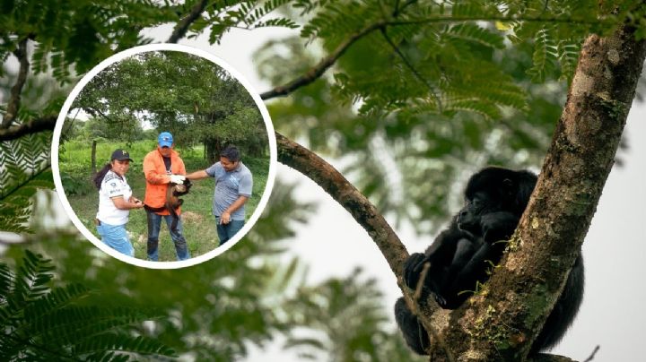 Rescatan mono aullador en Texistepec; era correteado por perros