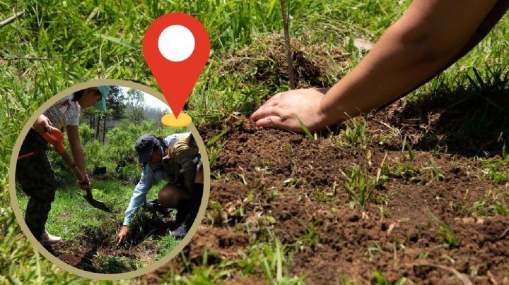 ¿Qué comunidades de Córdoba tendrán árboles de Sembrando Vida?