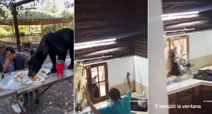 VIDEO | Osos aterran a familias regias; uno rompe ventana para entrar a cabaña