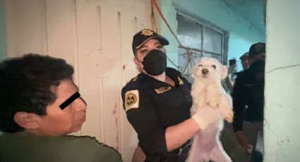 Rescatan a 31 perros que vivían hacinados y en suciedad en la GAM