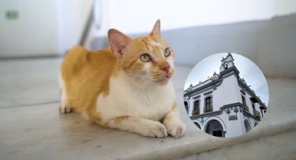 Conoce a "El Licenciado", gato que vive en Ayuntamiento de Veracruz