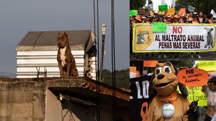 Ley de bienestar animal: ¿Cómo te afectará si tienes un perro en casa?