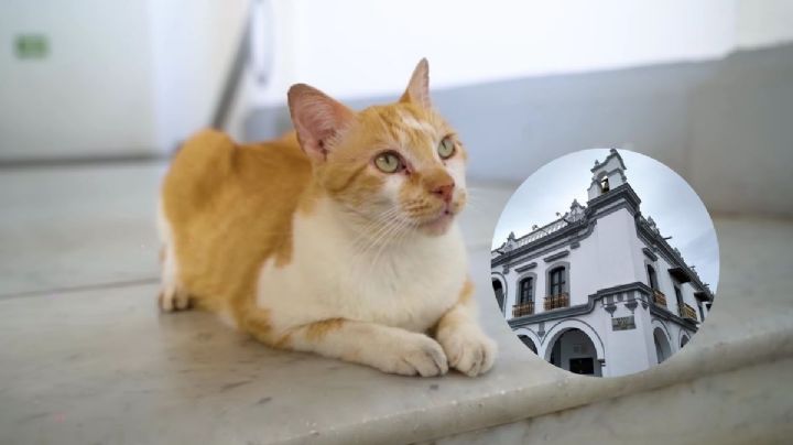 Conoce a "El Licenciado", gato que vive en Ayuntamiento de Veracruz