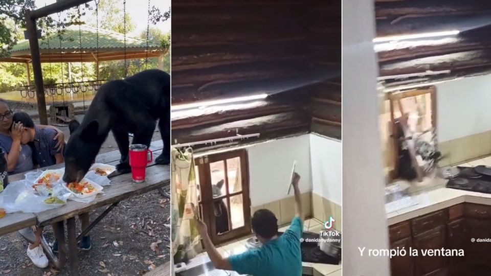 Un par de videos se viralizaron en redes sociales, donde se ven a osos devorando la comida de una familia y en otro rompiendo una ventana para tratar de ingresar a una cabaña