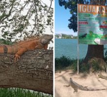 Conoce el Santuario de las Iguanas, atractivo turístico en Tuxpan