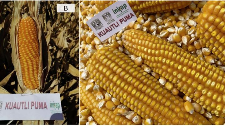 Maíces Puma: alternativa para evitar importación de transgénicos