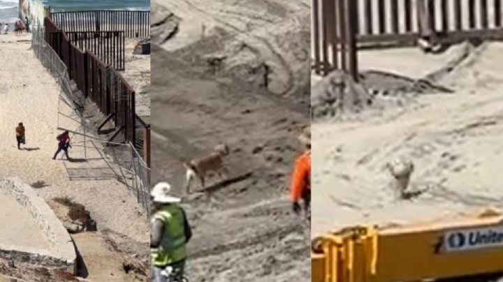 VIDEO | Repatrian a "Oso", lomito que cruzó frontera con migrantes y se hizo viral