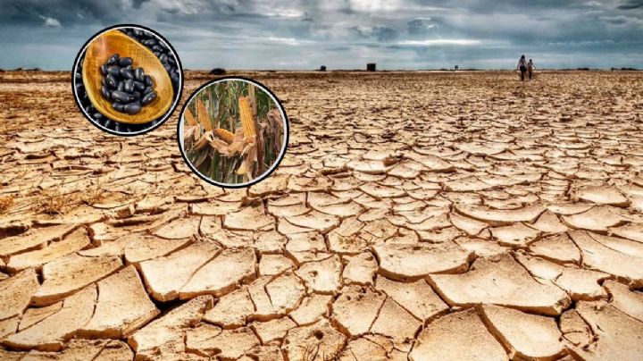 Escasez de maíz y de frijol prende las alertas; urgen partida presupuestal emergente