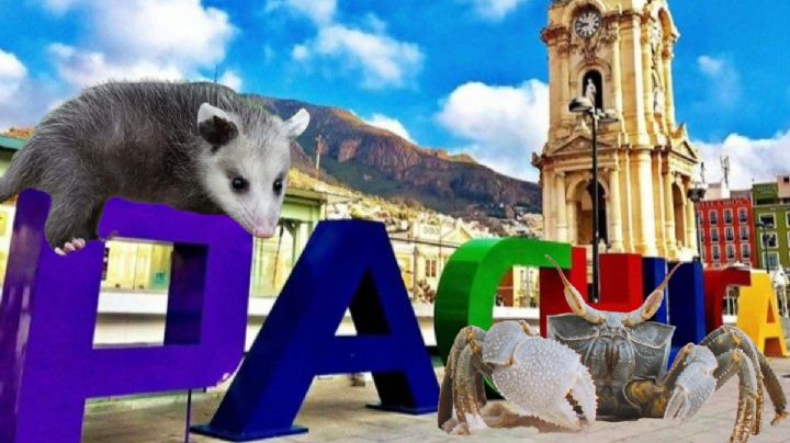 Encuentran un tlachuache y cangrejo azul en colonia de Pachuca