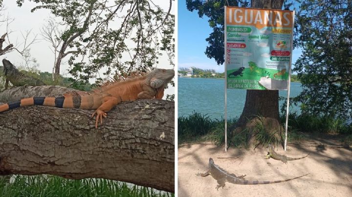 Conoce el Santuario de las Iguanas, atractivo turístico en Tuxpan