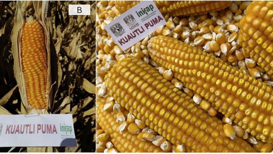 La FES Cuautitlán tiene registradas las variedades híbridas: Kuautli Puma, Mistli Puma y Coztli Puma